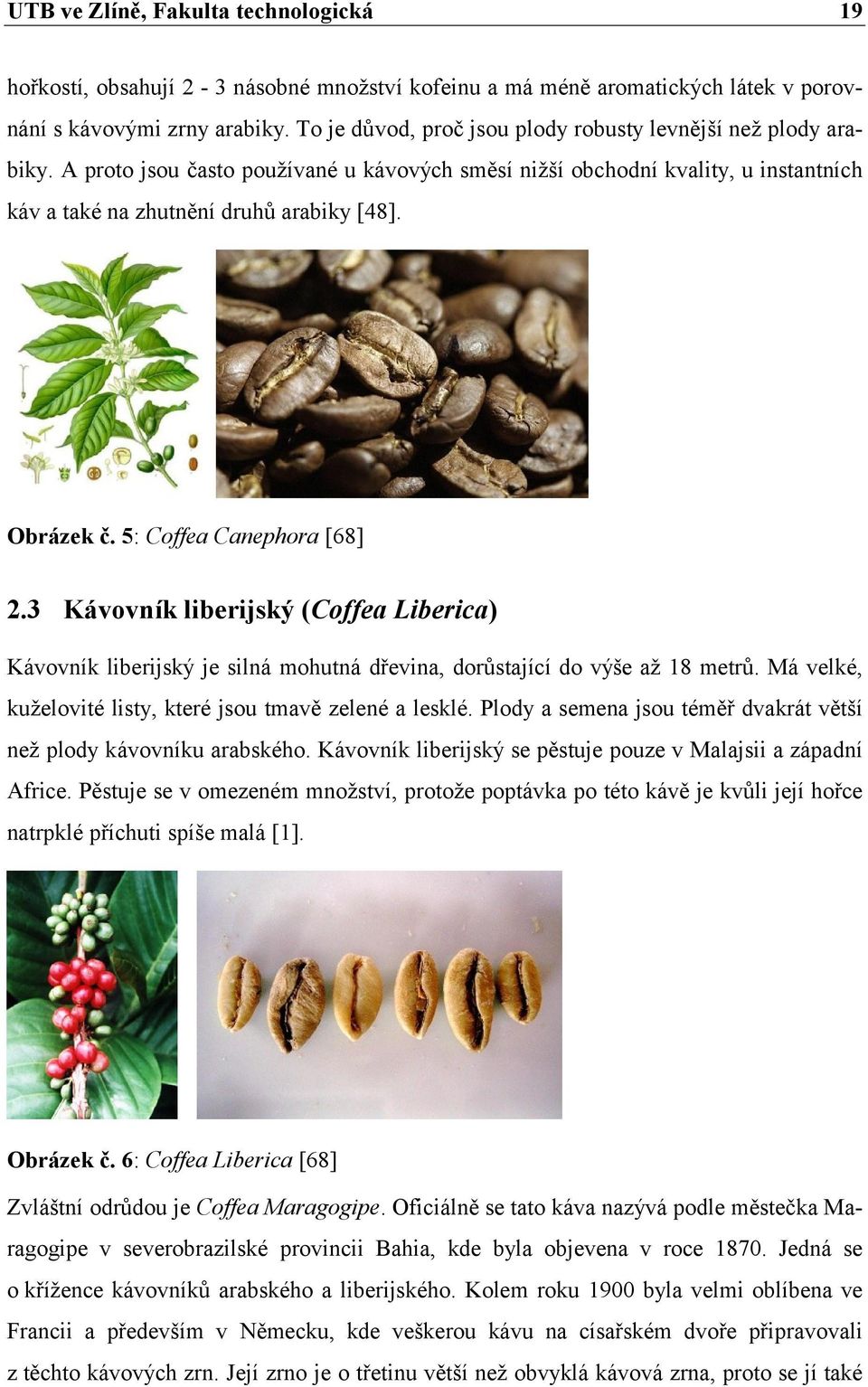 3 Kávovník liberijský (Coffea Liberica) Kávovník liberijský je silná mohutná dřevina, dorůstající do výše až 18 metrů. Má velké, kuželovité listy, které jsou tmavě zelené a lesklé.