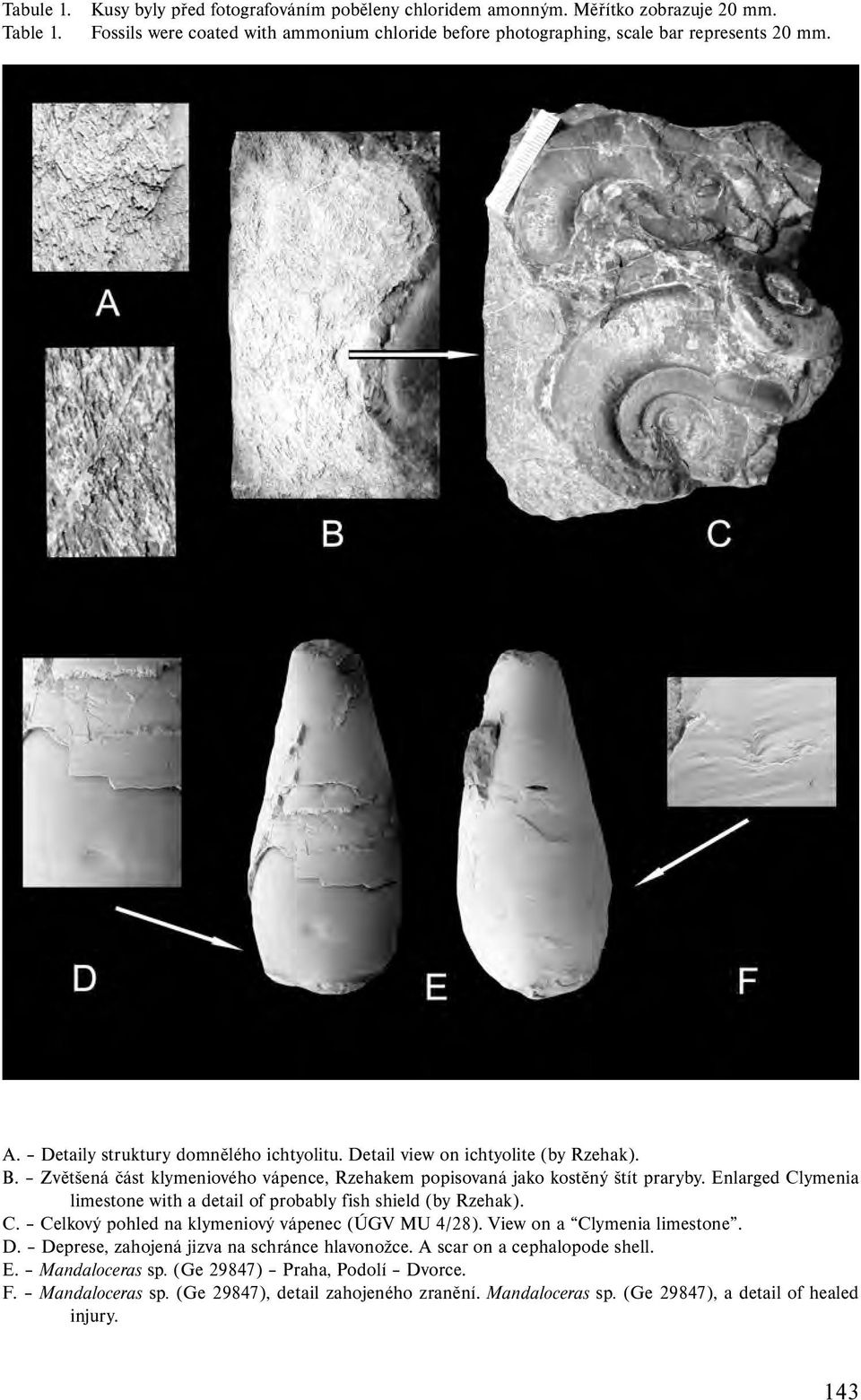 Enlarged Clymenia limestone with a detail of probably fish shield (by Rzehak). C. Celkový pohled na klymeniový vápenec (ÚGV MU 4/28). View on a Clymenia limestone. D.