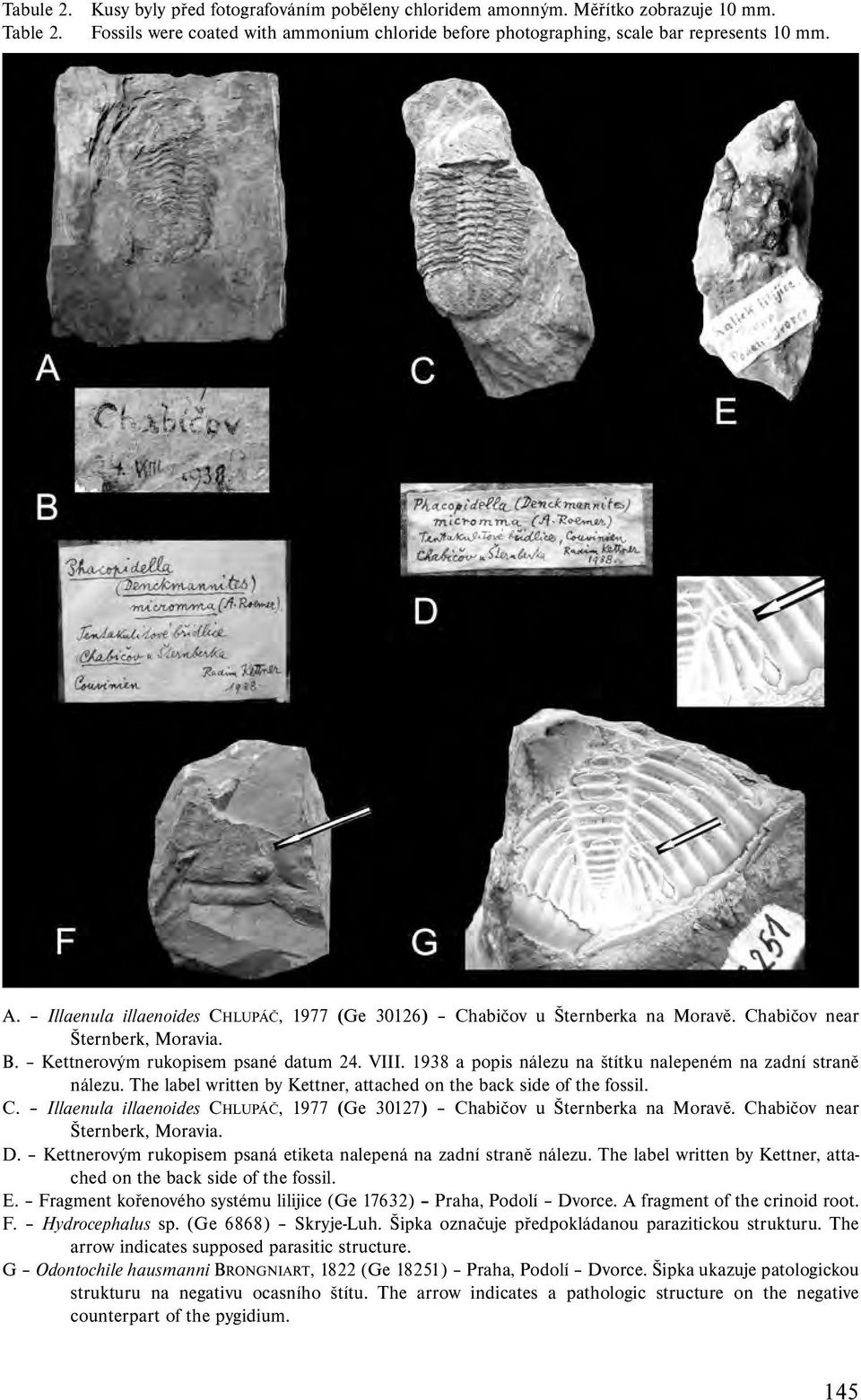 1938 a popis nálezu na štítku nalepeném na zadní straně nálezu. The label written by Kettner, attached on the back side of the fossil. C.