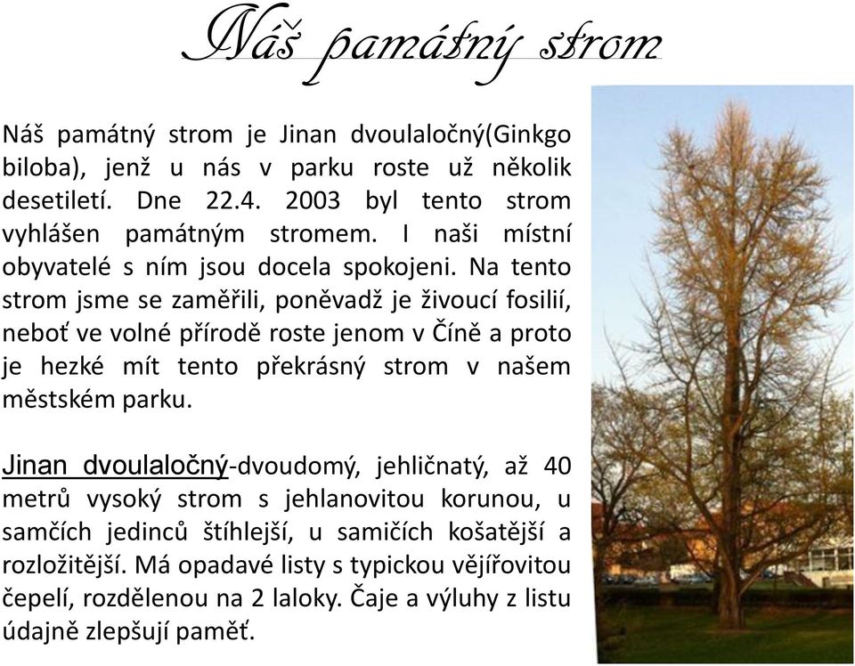 Na tento strom jsme se zaměřili, poněvadž je živoucí fosilií, neboť ve volné přírodě roste jenom v Číně a proto je hezké mít tento překrásný strom v našem městském