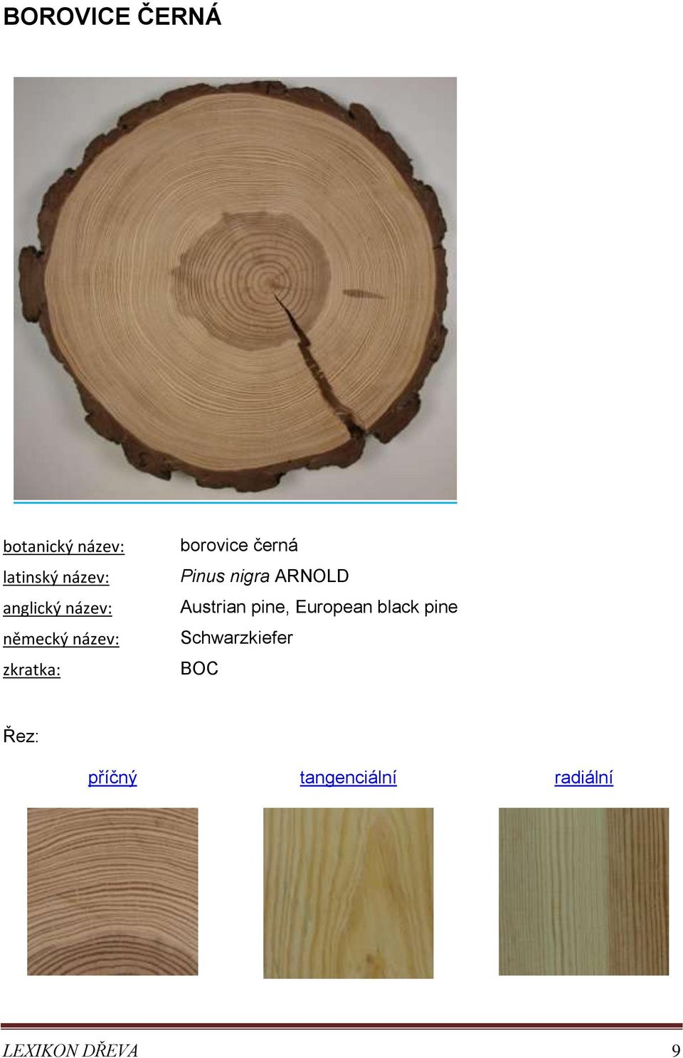 Pinus nigra ARNOLD Austrian pine, European black pine