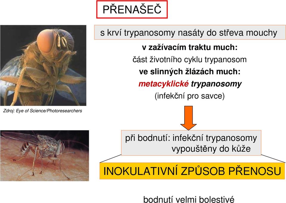 trypanosomy (infekční pro savce) Zdroj: Eye of Science/Photoresearchers při