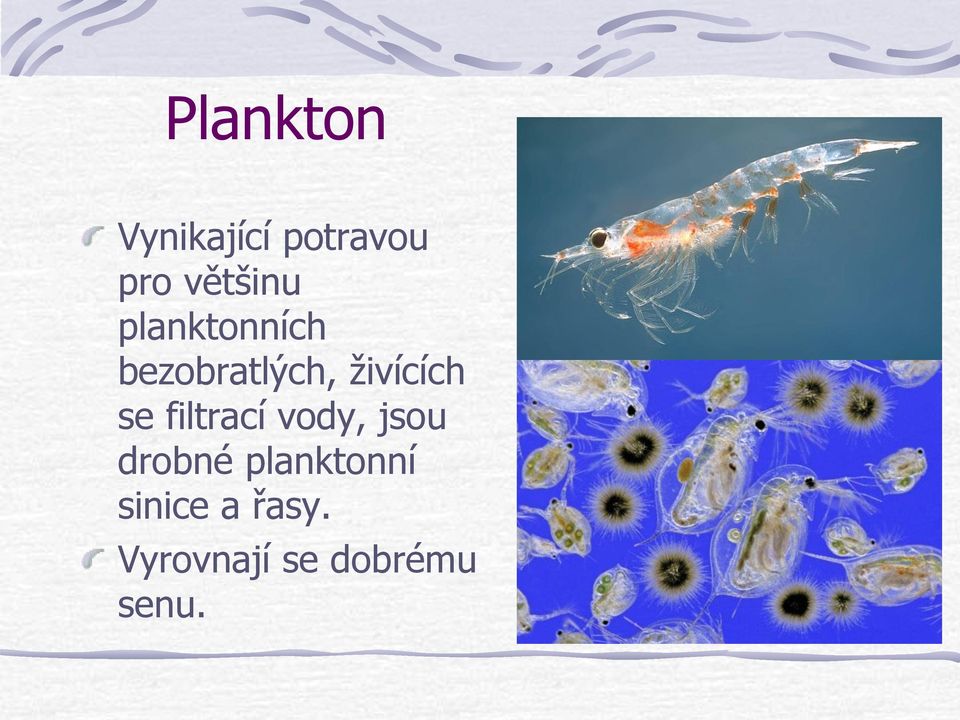 živících se filtrací vody, jsou drobné