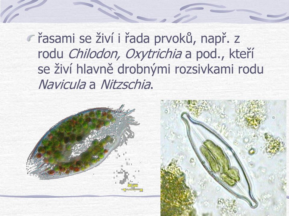 , kteří se živí hlavně drobnými