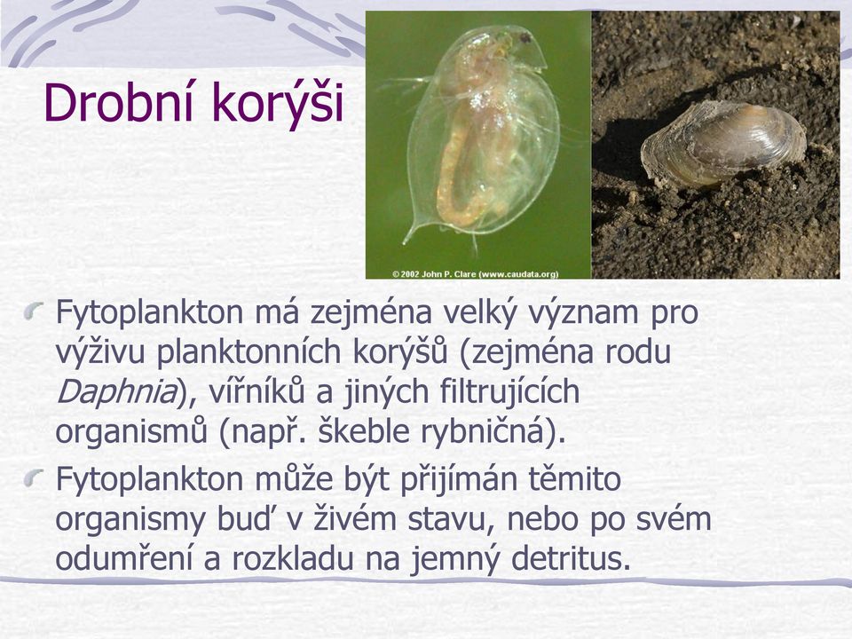 filtrujících organismů (např. škeble rybničná).