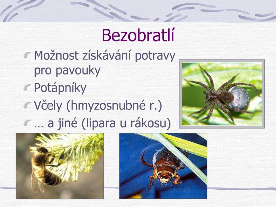 pavouky Potápníky Včely