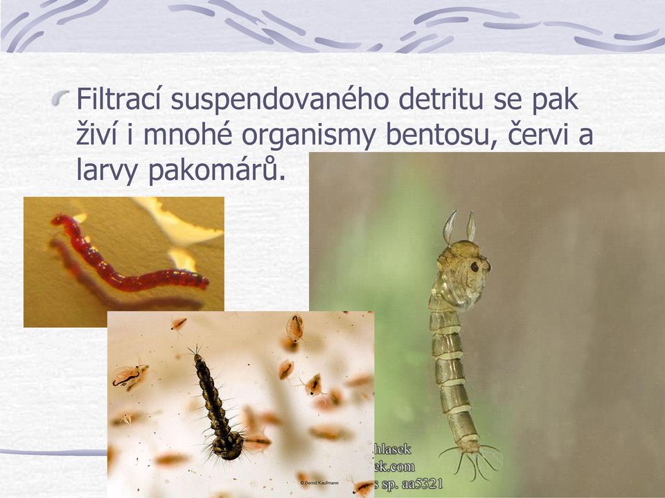 mnohé organismy