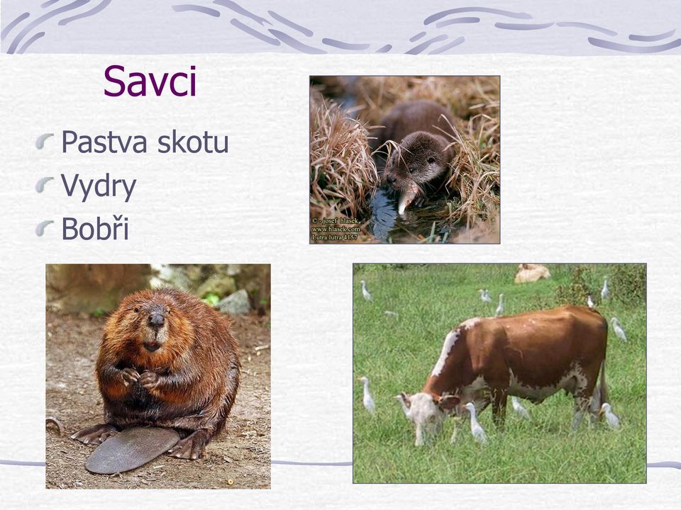 skotu