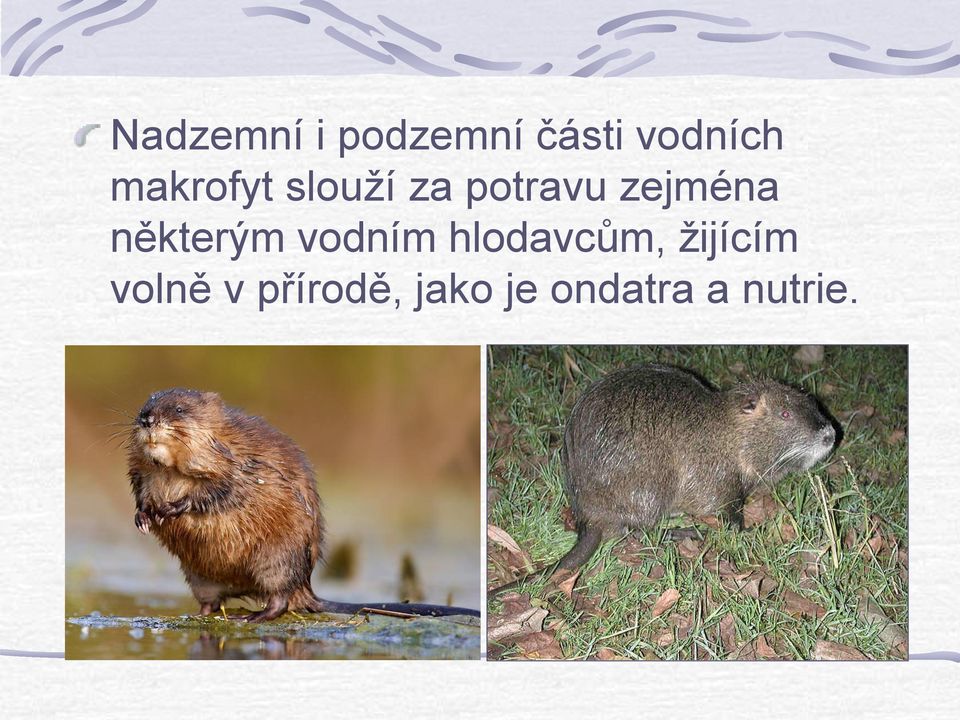 některým vodním hlodavcům, žijícím