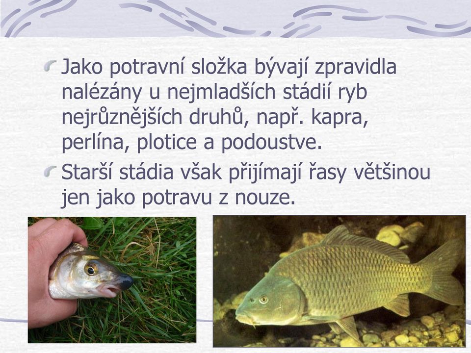 kapra, perlína, plotice a podoustve.