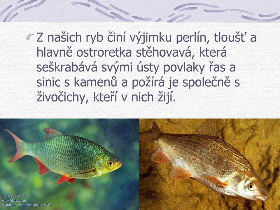 svými ústy povlaky řas a sinic s kamenů a