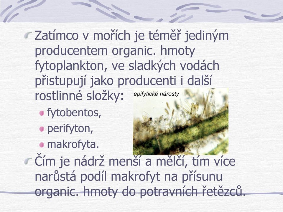 další rostlinné složky: fytobentos, perifyton, makrofyta.