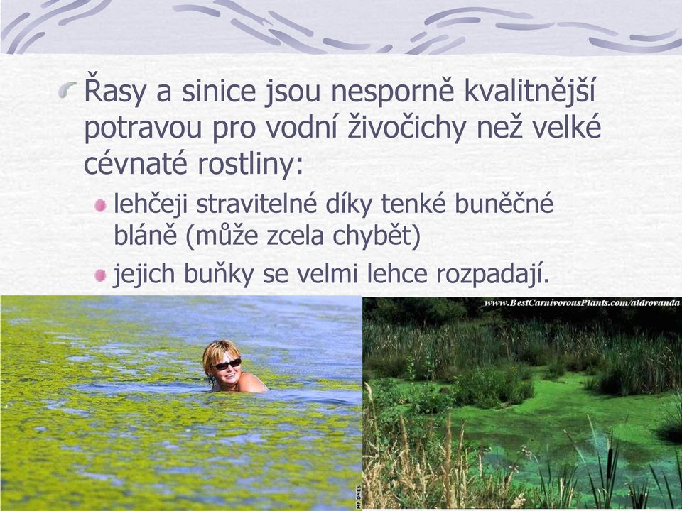 lehčeji stravitelné díky tenké buněčné bláně