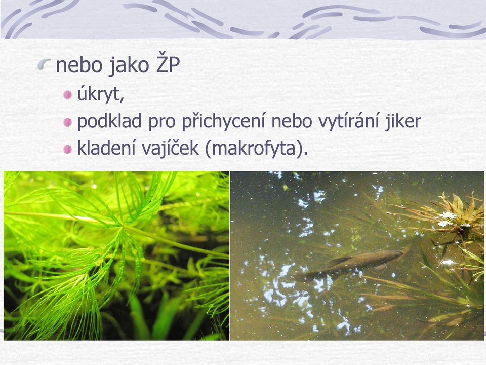 nebo vytírání jiker
