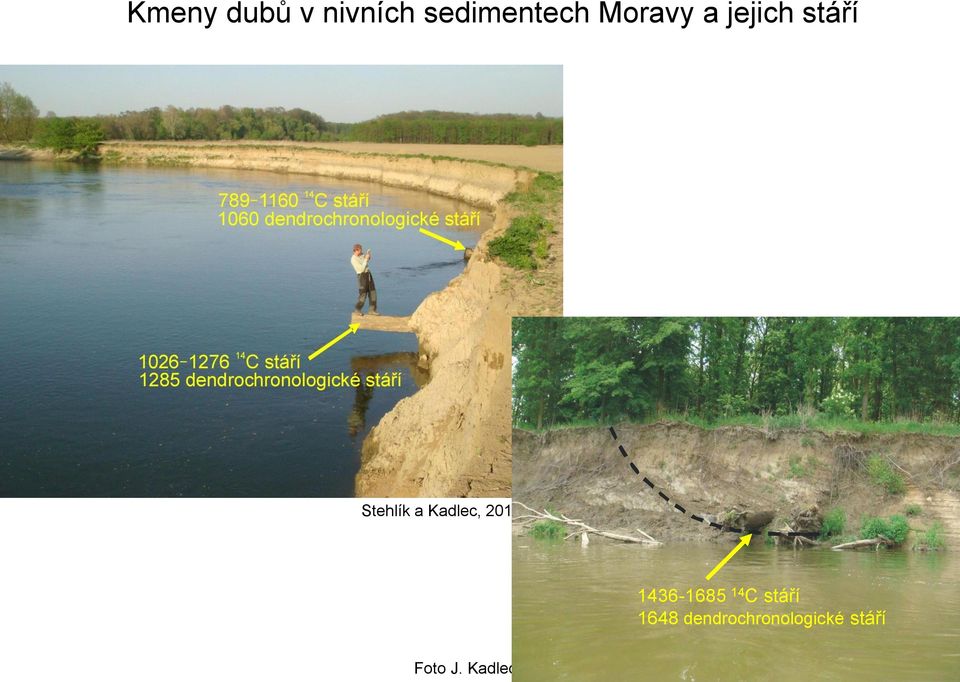 Kadlec, 2012 1436-1685 14 C stáří