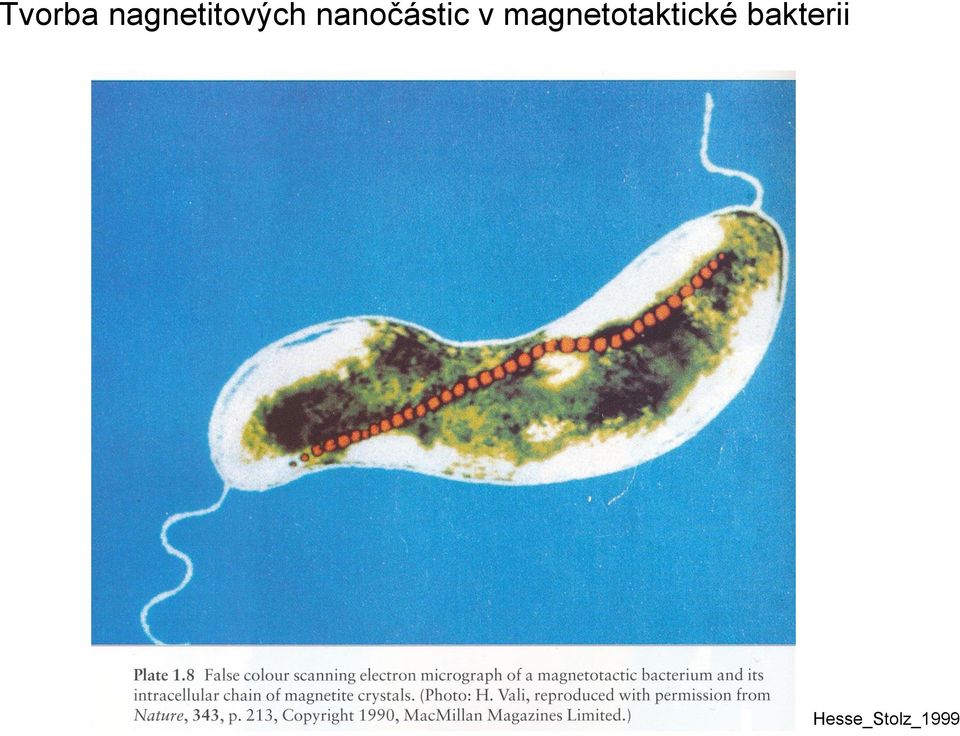 nanočástic v
