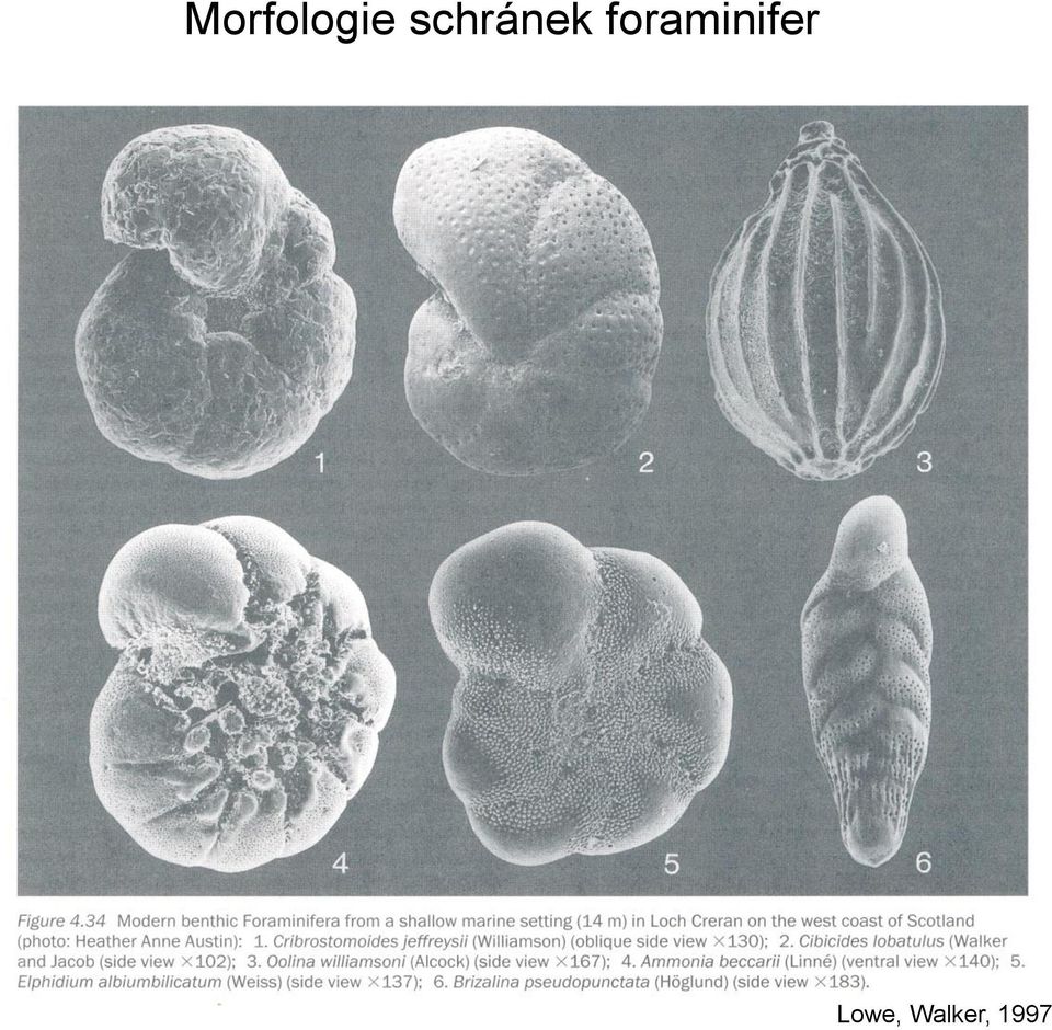 foraminifer