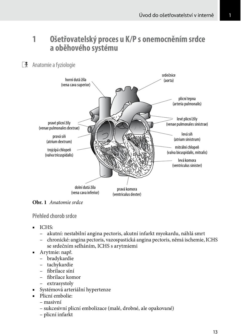 plicní žíly (venae pulmonales dextrae) pravá síň (atrium dextrum) trojcípá chlopeň (valva tricuspidalis) levé plicní žíly (venae pulmonales sinistrae) levá síň (atrium sinistrum) mitrální chlopeň