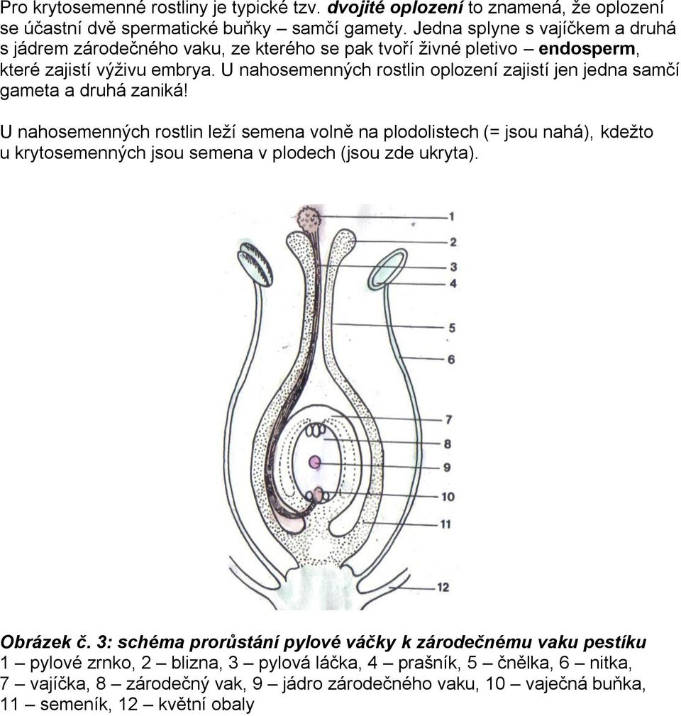 U nahosemenných rostlin oplození zajistí jen jedna samčí gameta a druhá zaniká!