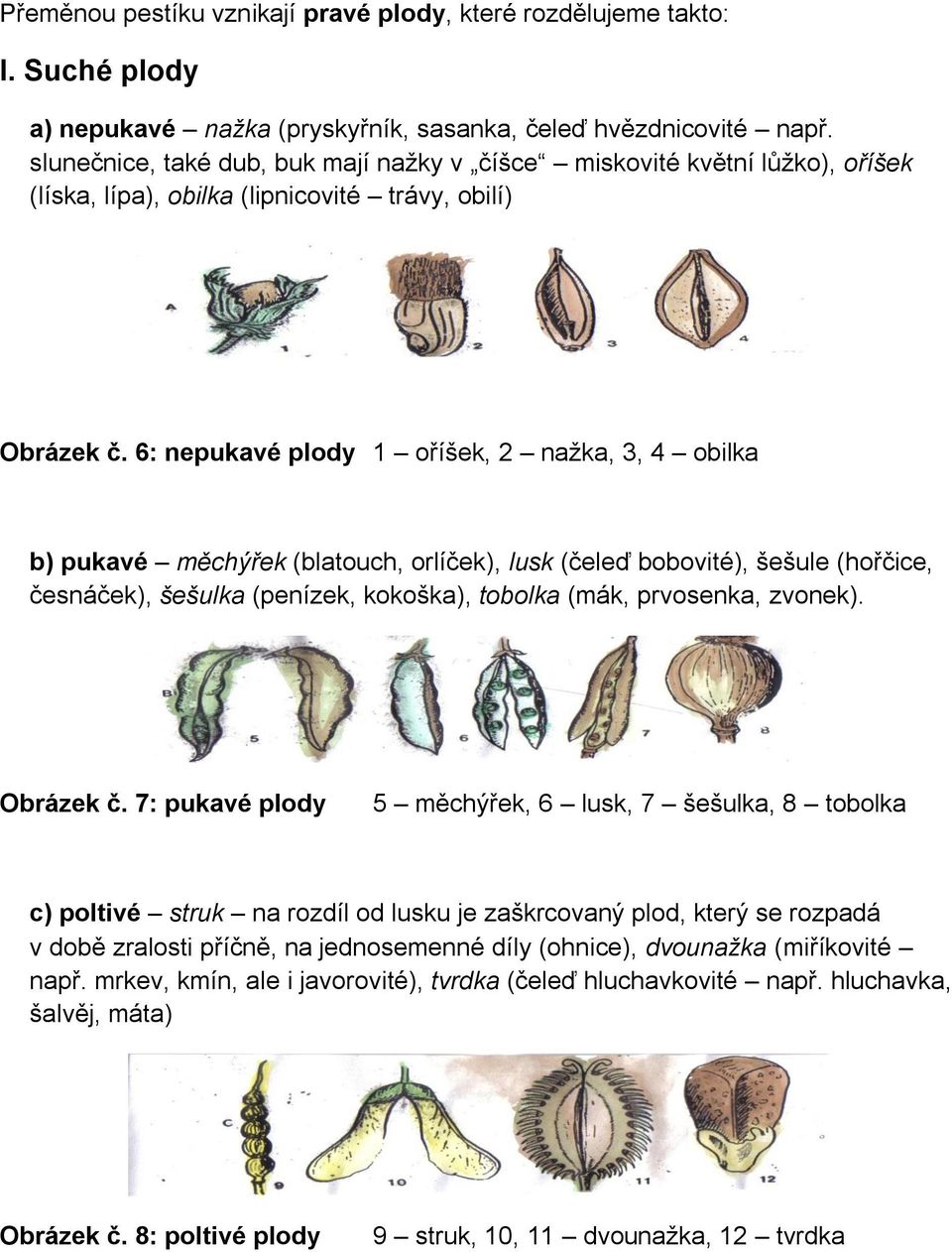 6: nepukavé plody 1 oříšek, 2 nažka, 3, 4 obilka b) pukavé měchýřek (blatouch, orlíček), lusk (čeleď bobovité), šešule (hořčice, česnáček), šešulka (penízek, kokoška), tobolka (mák, prvosenka,