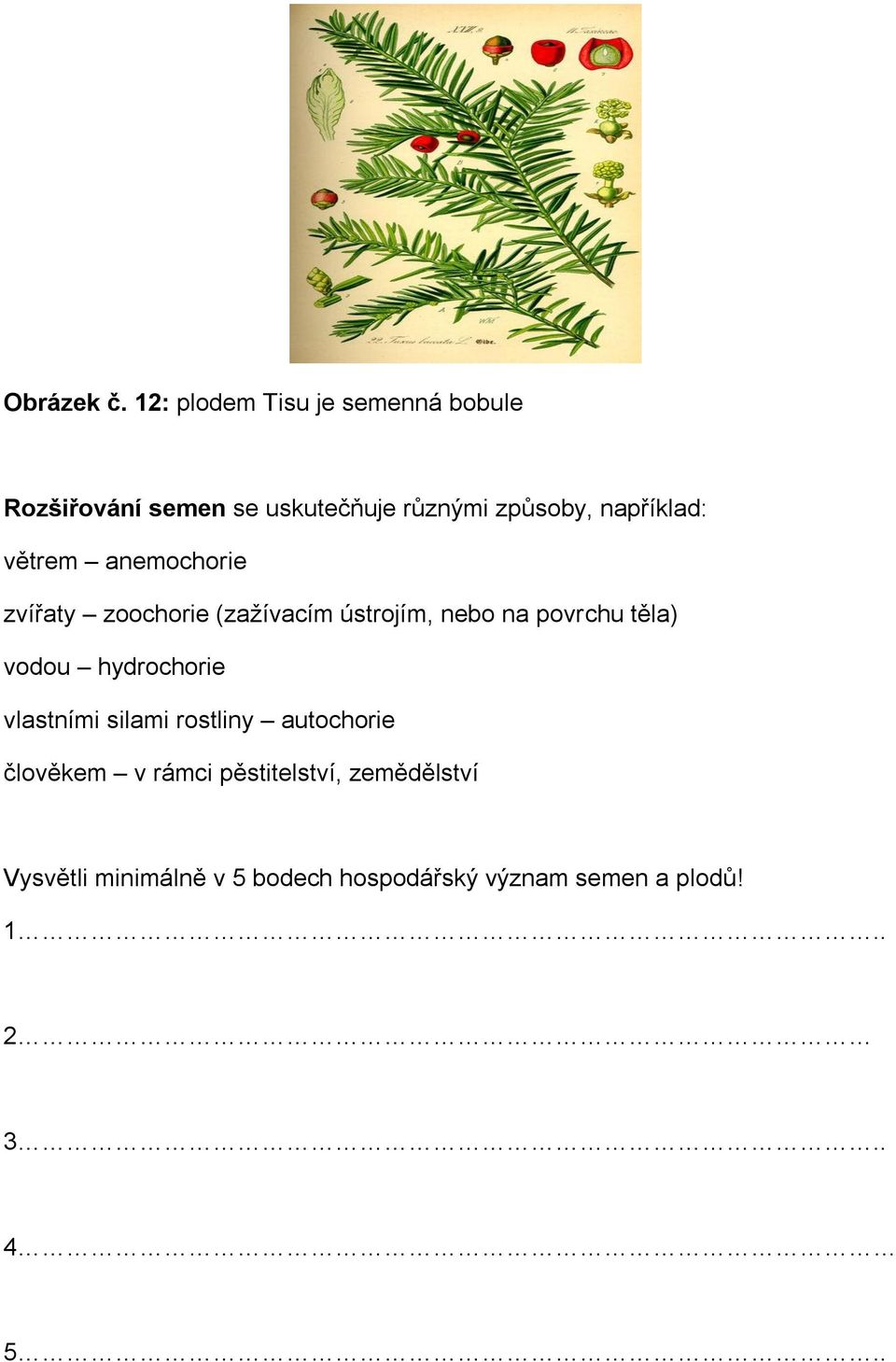 například: větrem anemochorie zvířaty zoochorie (zažívacím ústrojím, nebo na povrchu těla)