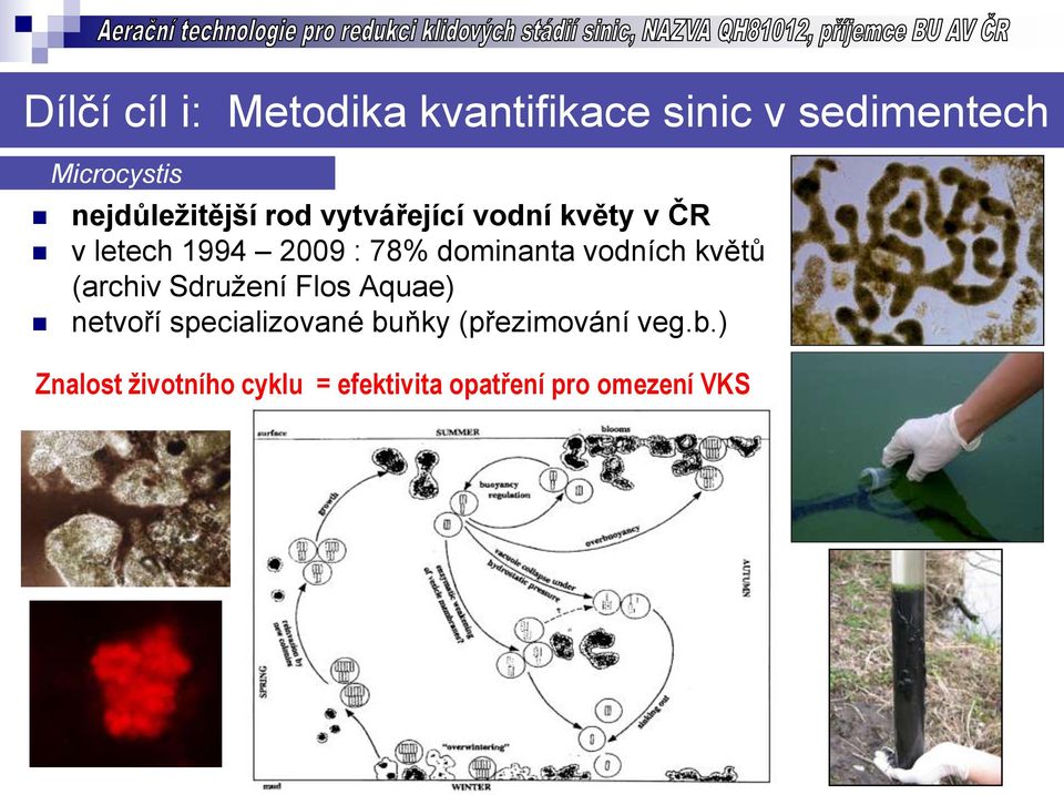 dominanta vodních květů (archiv Sdružení Flos Aquae) netvoří specializované