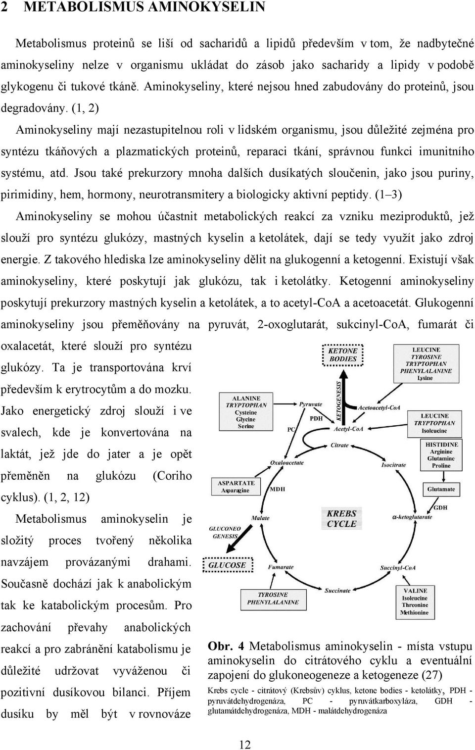 (1, 2) Aminokyseliny mají nezastupitelnou roli v lidském organismu, jsou důležité zejména pro syntézu tkáňových a plazmatických proteinů, reparaci tkání, správnou funkci imunitního systému, atd.