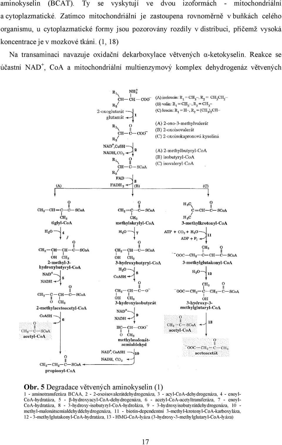 (1, 18) Na transaminaci navazuje oidační dekarboylace větvených α-ketokyselin. Reakce se účastní NAD +, CoA a mitochondriální multienzymový komple dehydrogenáz větvených Obr.