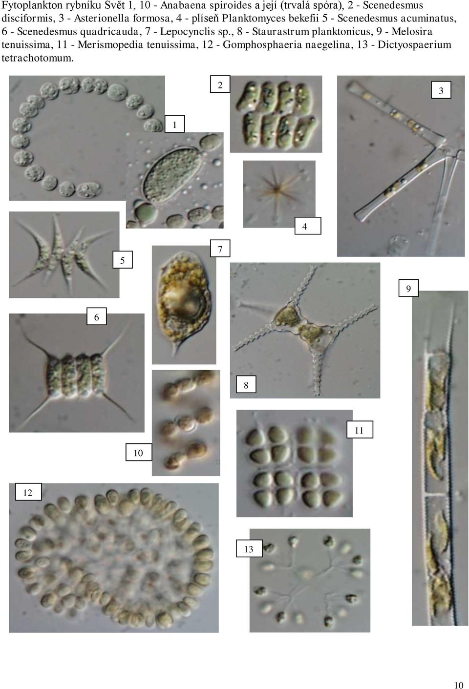 quadricauda, 7 - Lepocynclis sp.