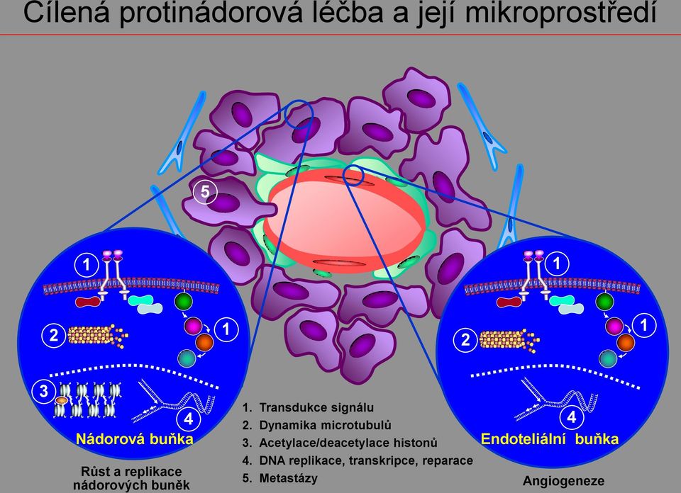 Transdukce signálu 2. Dynamika microtubulů 3.