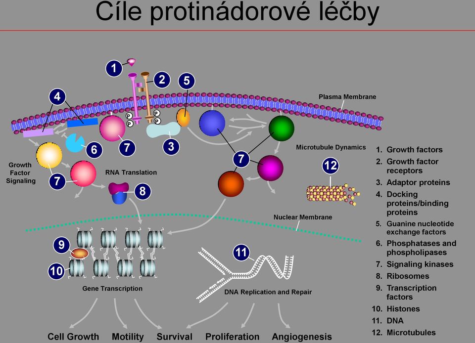 Nuclear Membrane 2. Growth factor receptors 3. Adaptor proteins 4. Docking proteins/binding proteins 5.