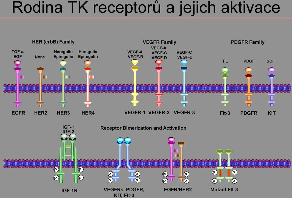 PDGF SCF EGFR HER2 HER3 HER4 VEGFR-1 VEGFR-2 VEGFR-3 Flt-3 PDGFR KIT IGF-1 IGF-2 Receptor