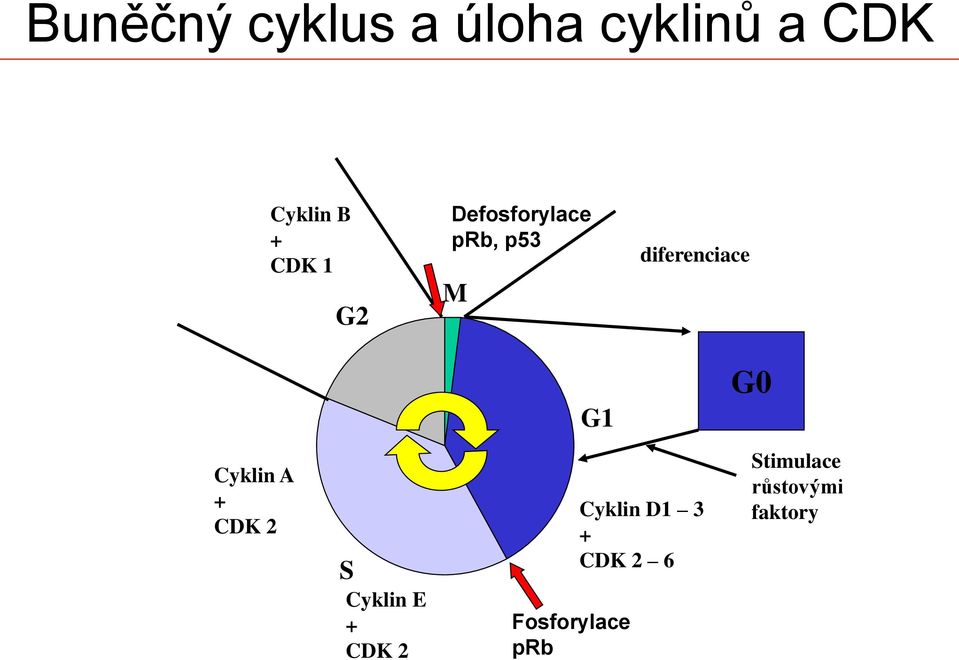 G0 Cyklin A + CDK 2 S Cyklin E + CDK 2 Fosforylace