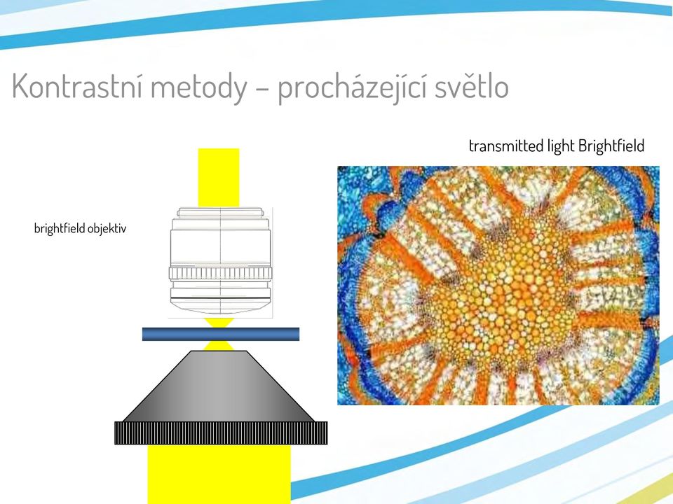 transmitted light
