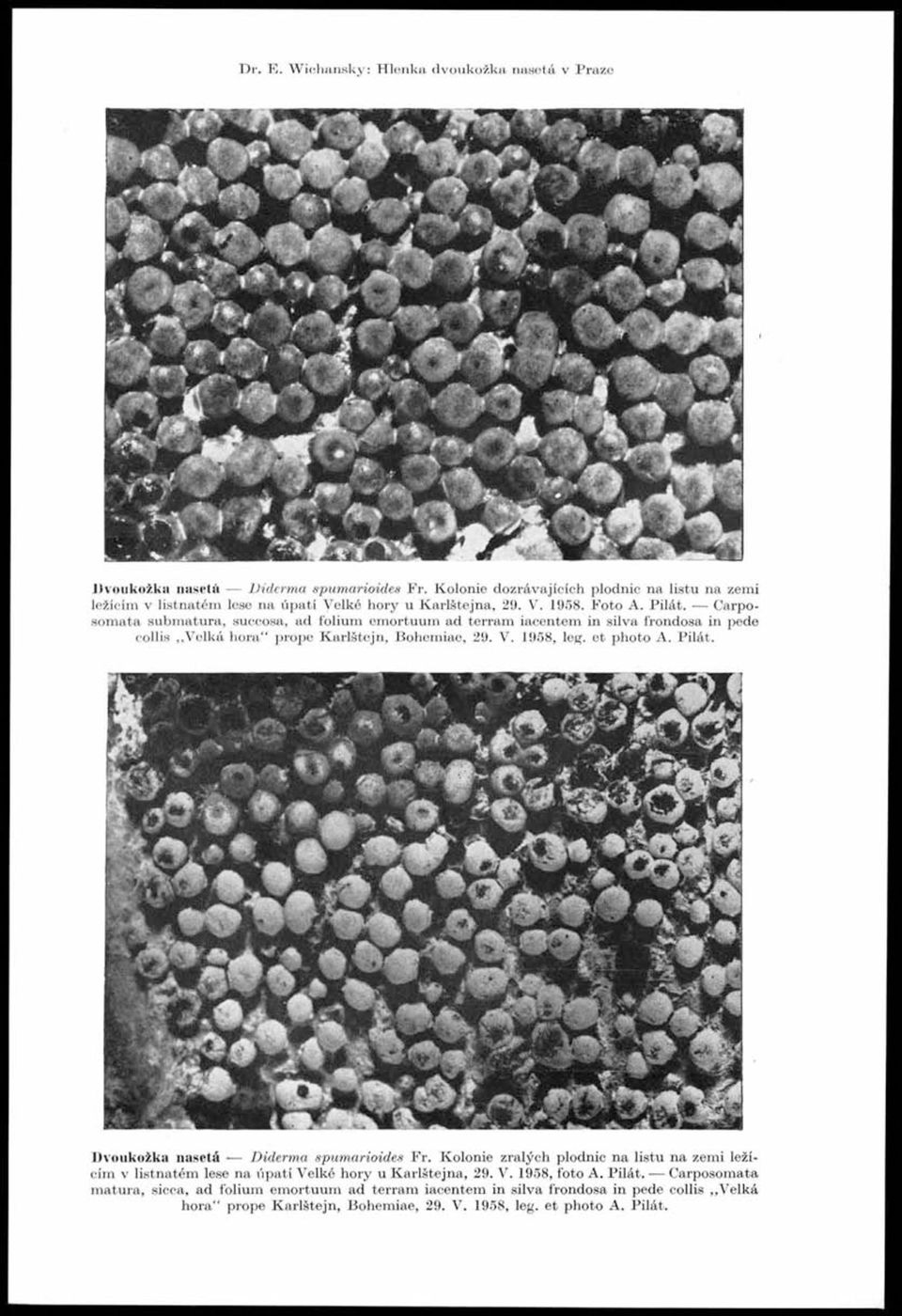 K olonie dozrávajících plodnic na listu na zemi ležícím v listnatém lese na úpatí Velké hory u K arlštejn a, 29. V. 1958. Foto A. P ilát.