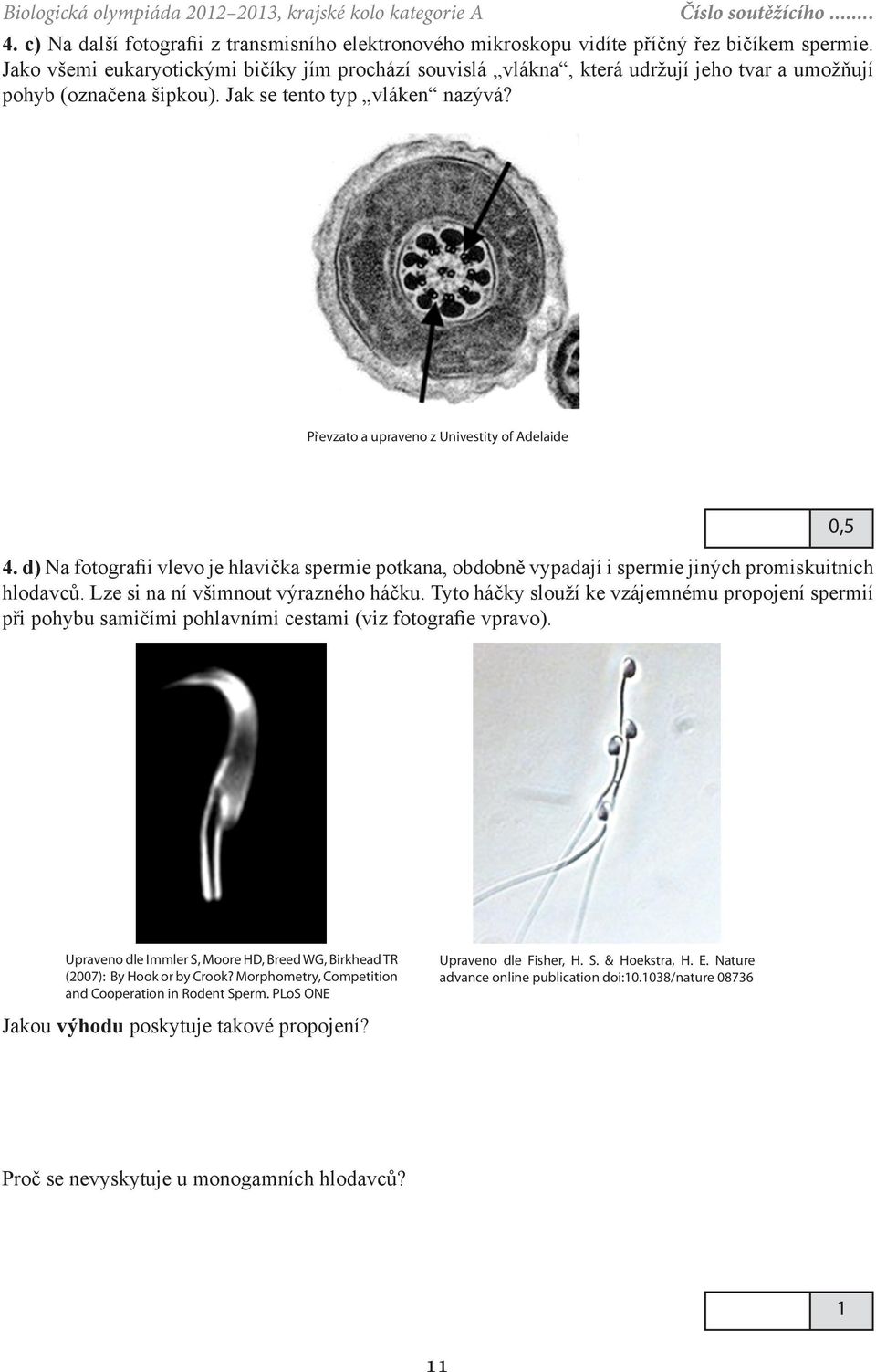 Převzato a upraveno z Univestity of Adelaide 4. d) Na fotografii vlevo je hlavička spermie potkana, obdobně vypadají i spermie jiných promiskuitních hlodavců. Lze si na ní všimnout výrazného háčku.