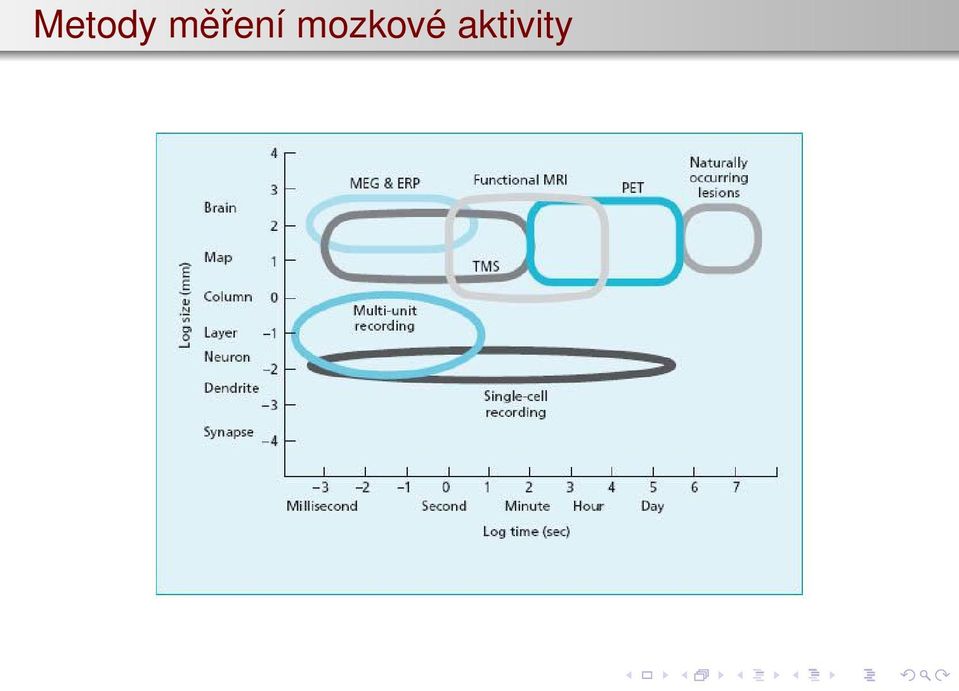 mozkové