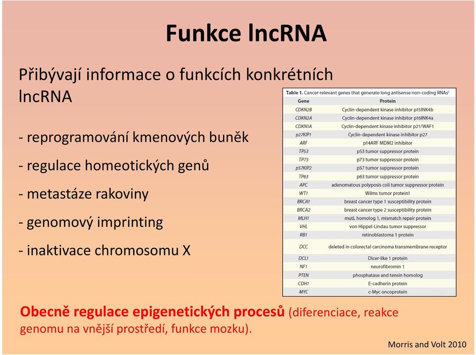 rakoviny - genomový imprinting - inaktivace chromosomu X Obecně regulace