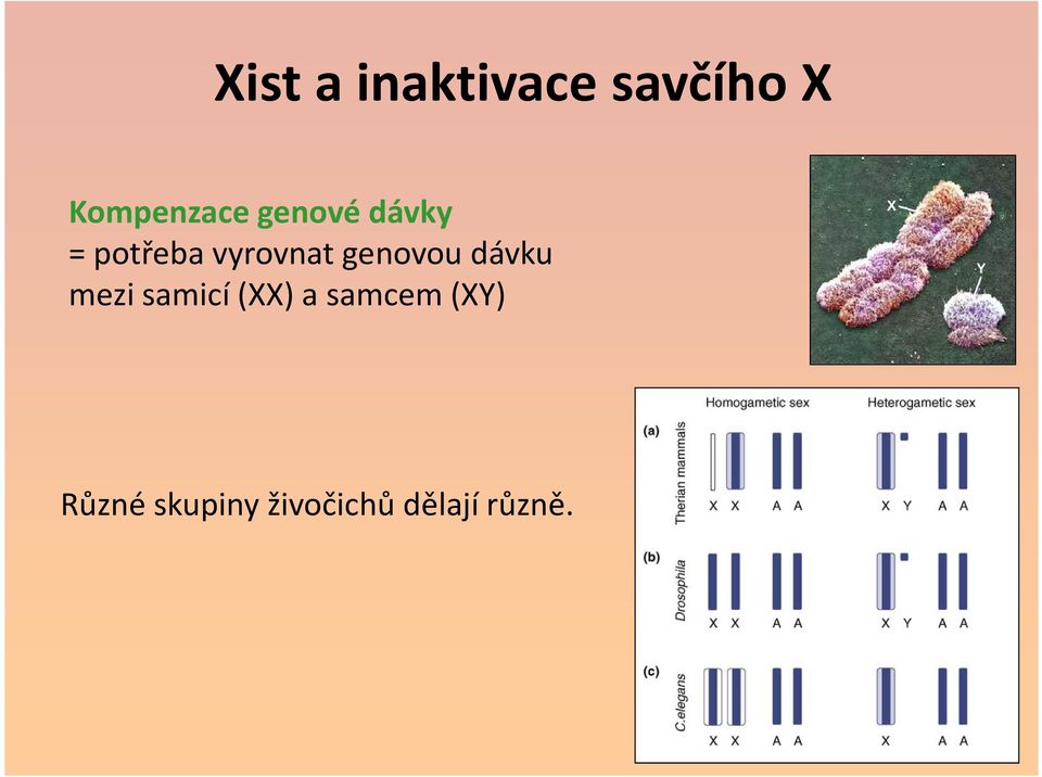 genovou dávku mezi samicí (XX) a