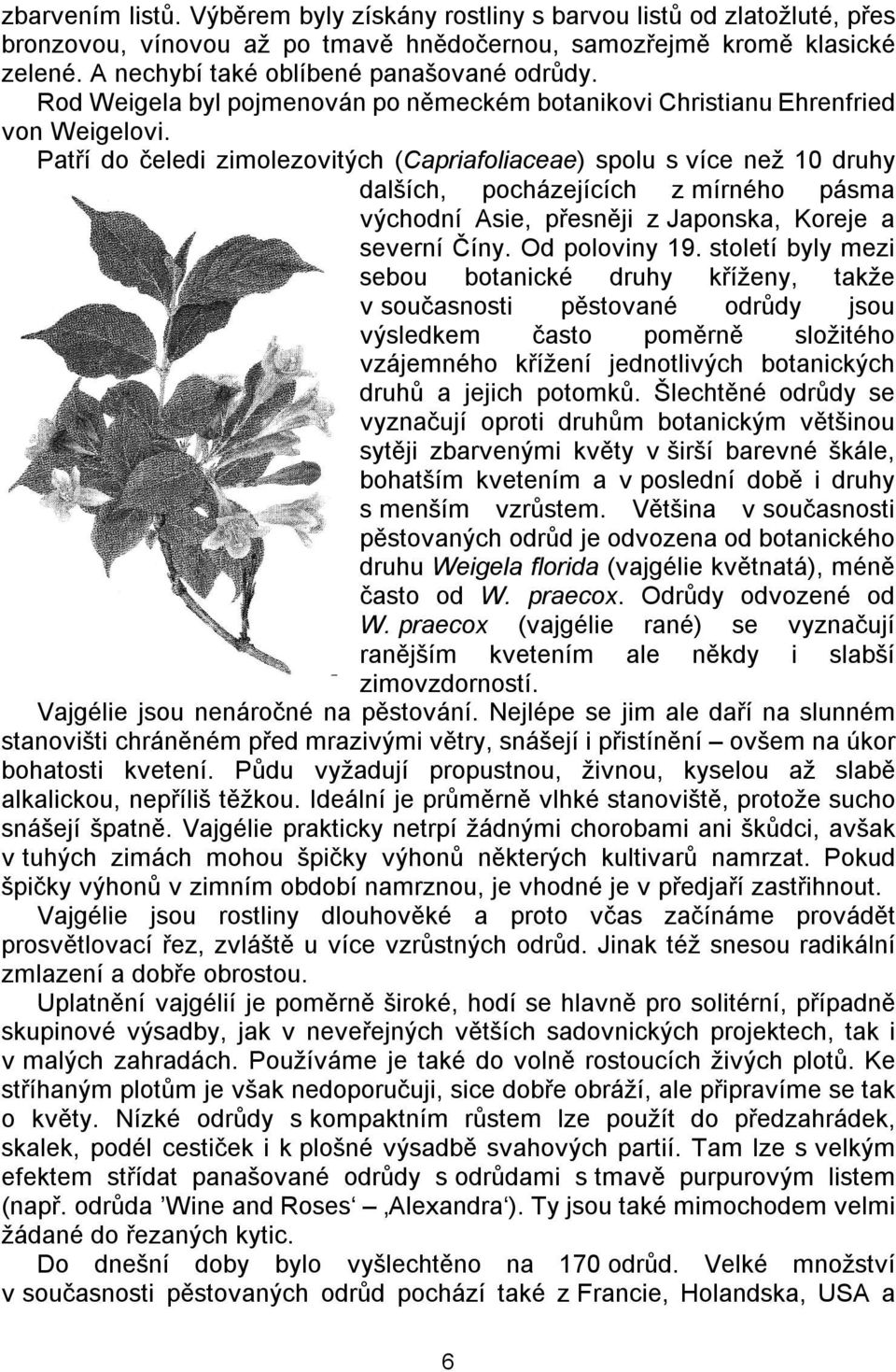 Patří do čeledi zimolezovitých (Capriafoliaceae) spolu s více než 10 druhy dalších, pocházejících z mírného pásma východní Asie, přesněji z Japonska, Koreje a severní Číny. Od poloviny 19.