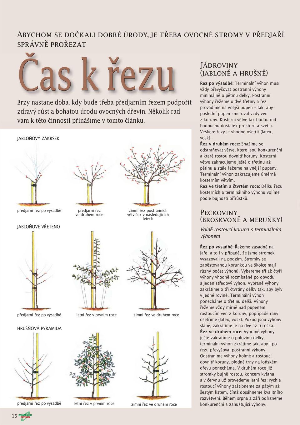 JABLOŇOVÝ ZÁKRSEK Jádroviny (jabloně a hrušně) Řez po výsadbě: Terminální výhon musí vždy převyšovat postranní výhony minimálně o pětinu délky.