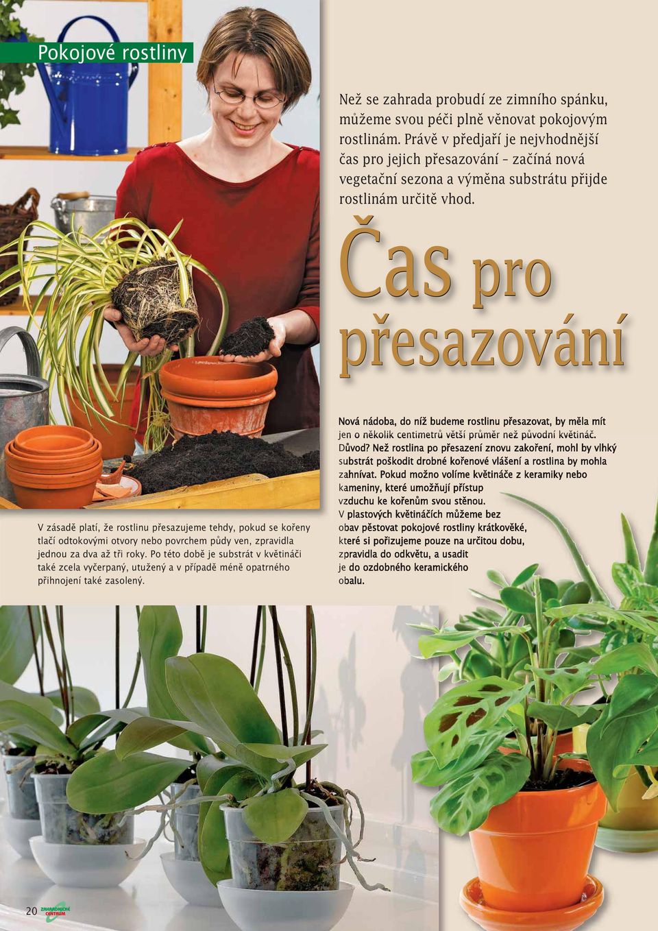 Čas pro přesazování V zásadě platí, že rostlinu přesazujeme tehdy, pokud se kořeny tlačí odtokovými otvory nebo povrchem půdy ven, zpravidla jednou za dva až tři roky.