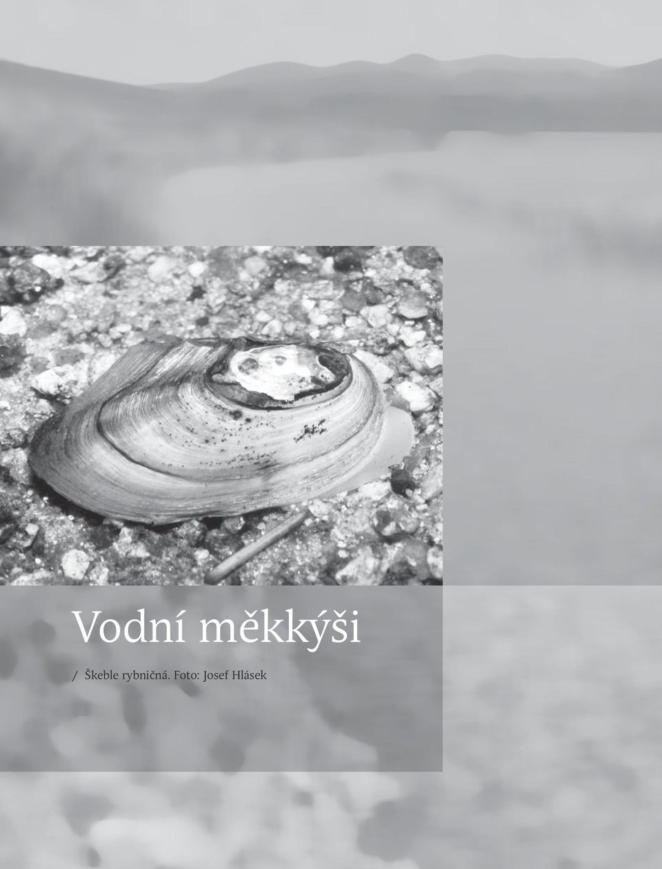 Škeble