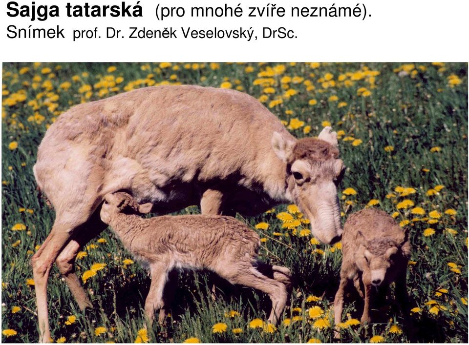 Snímek prof. Dr.
