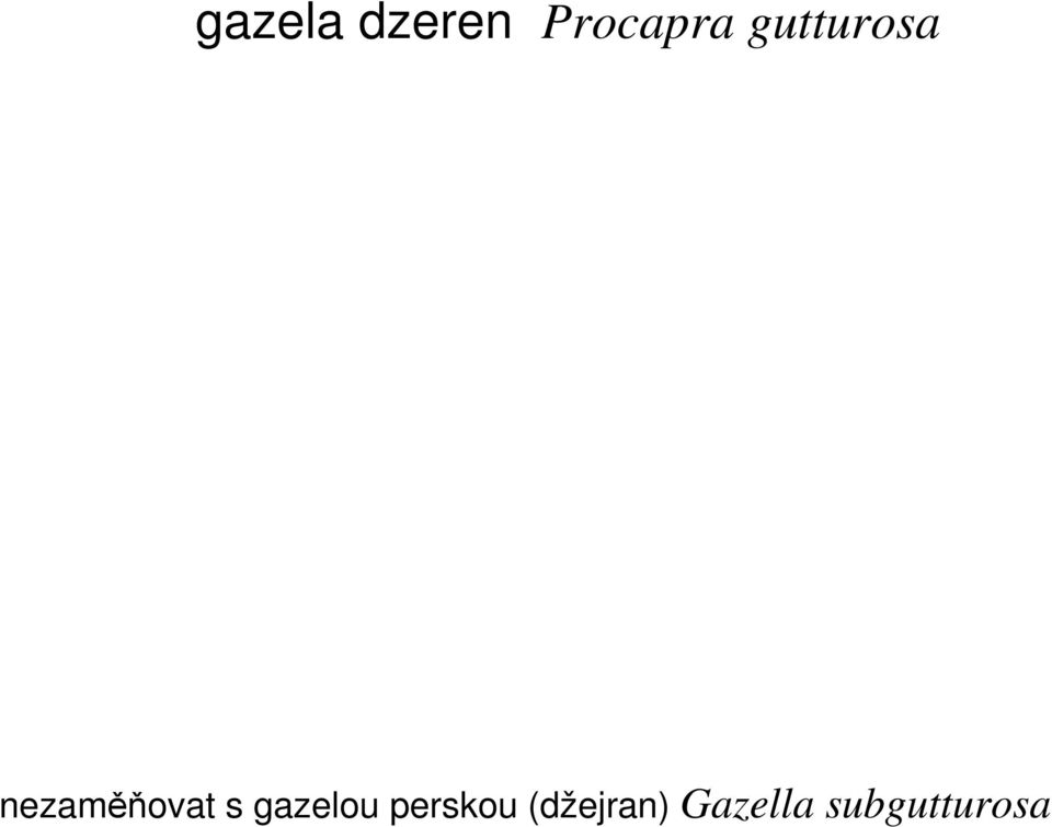 gazelou perskou