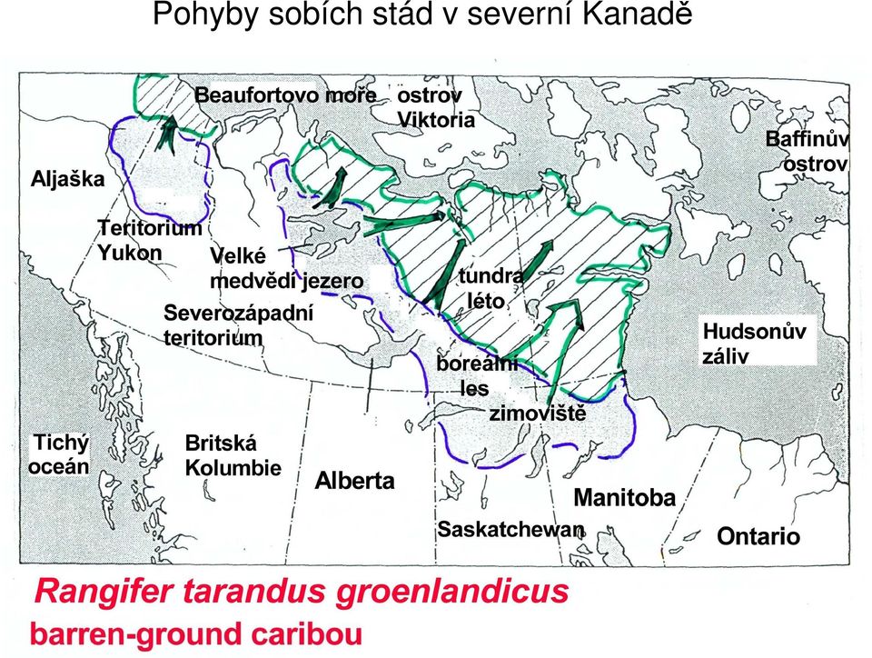 stád v