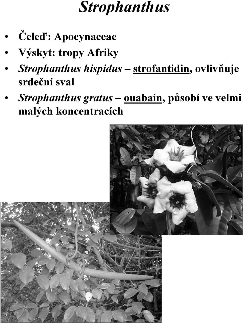 strofantidin, ovlivňuje srdeční sval