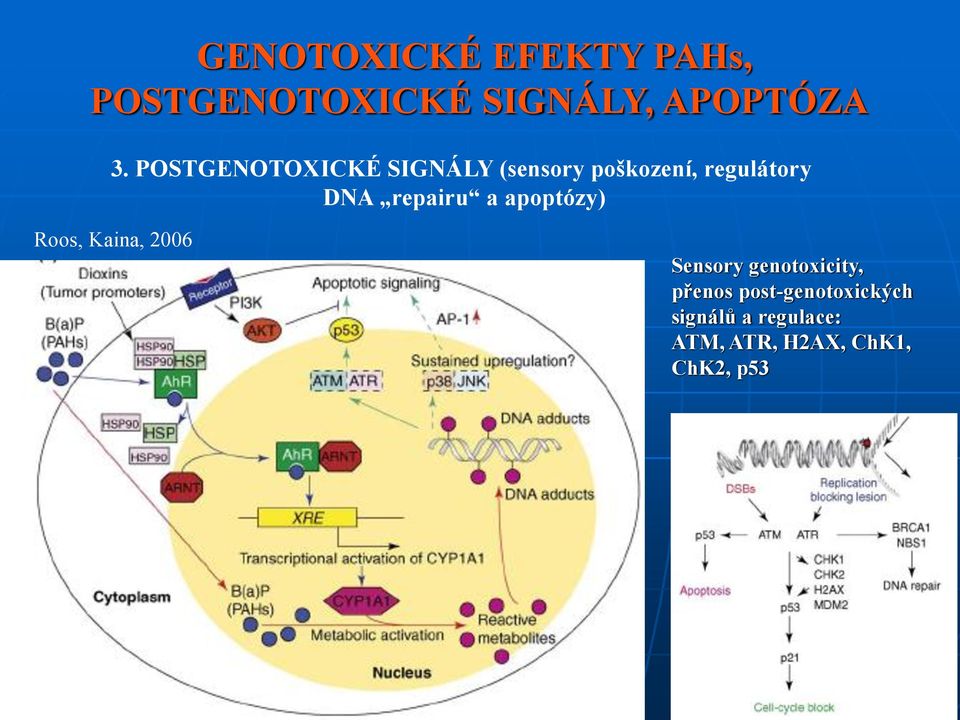 repairu a apoptózy) Roos, Kaina, 2006 Sensory genotoxicity,