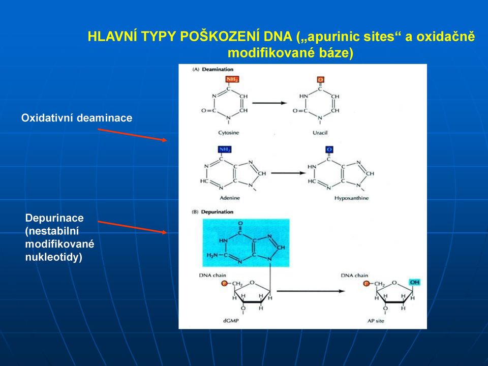 modifikované báze) Oxidativní