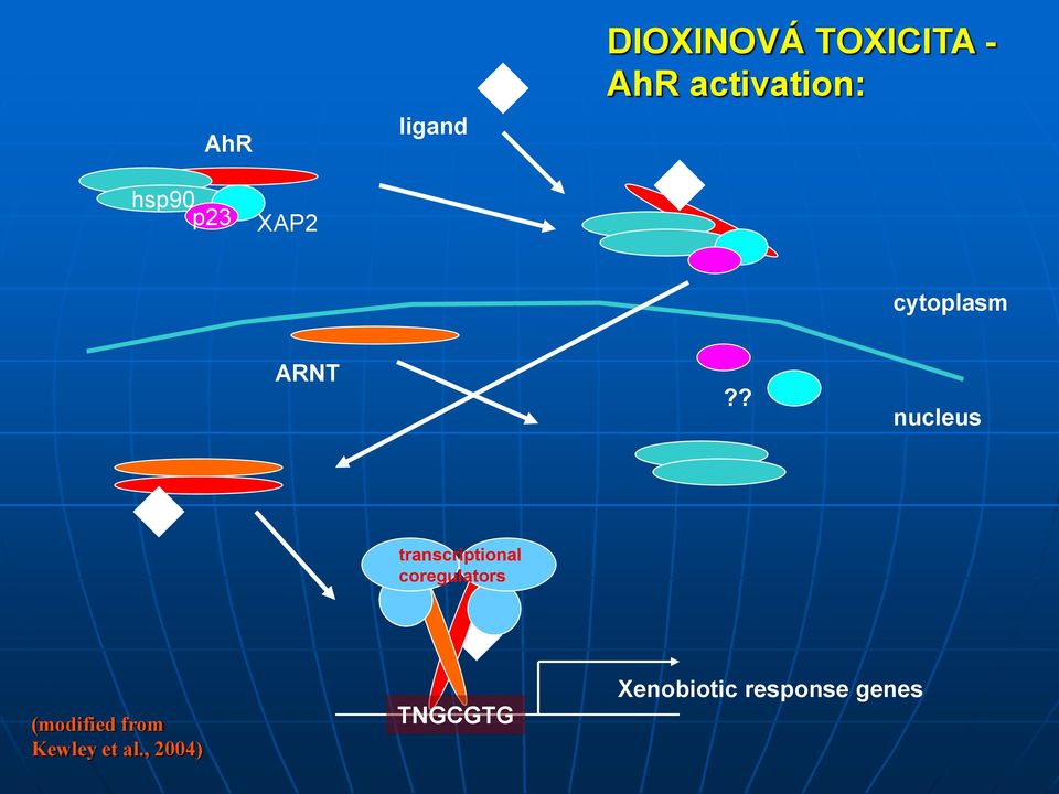 ? nucleus transcriptional coregulators
